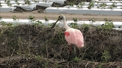 Encounter With Beautiful Rosaete Spoonbill