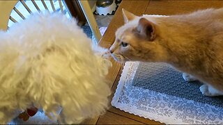 My Dog's First time w/ a Cat!