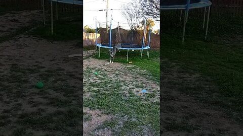 Trampoline fun with Einstein #einsteinsbackyard #shortvideo #pitbulls #pitties #shorts #bluenose