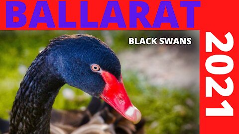 Ballarat Botanical Gardens, Lake Wendouree, Australia, Victoria (swan attack) covid 2021