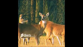 Deer at Chickamauga Battlefield