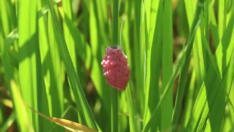 Rice Snail Eggs