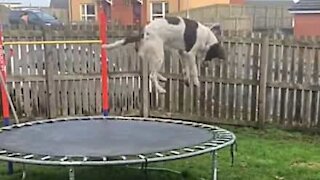 Dog has a blast on trampoline