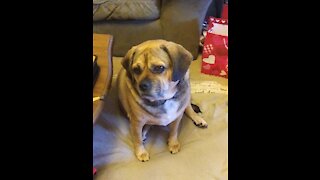 Puggle Dog Jumps for Cheese!!