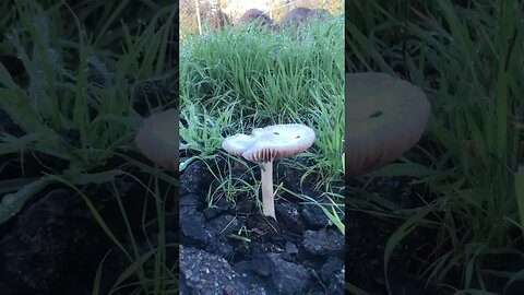 Wild Mushroom Growth Cali RAINS Jan 2023 | Are they Safe? D.I.Y in 4D