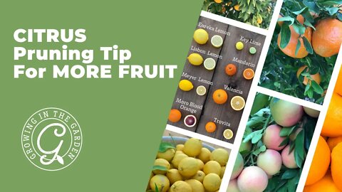 CITRUS Pruning Tip for MORE FRUIT
