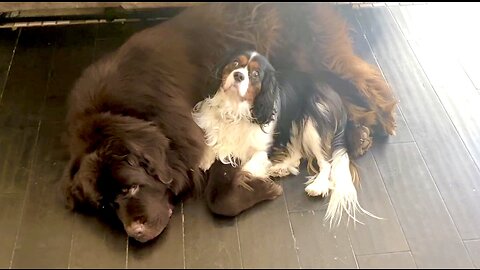 Newfie and Cavalier snuggle and listen to Mom