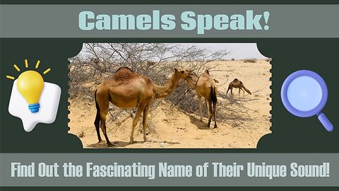 You Won't Believe the Name of the Sound Camels Make!