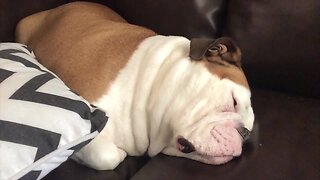 Pup Does Something Adorable While Sleeping