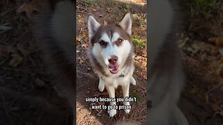 Husky Criminal