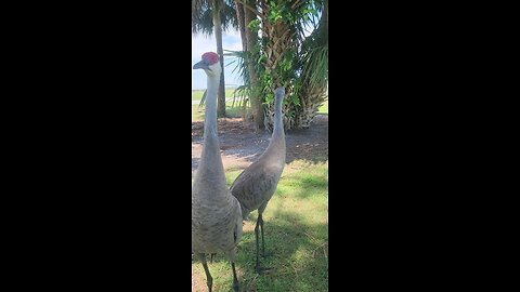 Sandhill Crane Problem