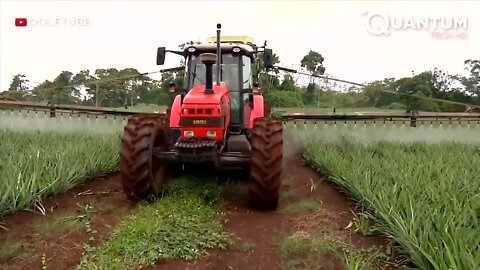 Harvesting the Most Delicious Pineapples in the World | Exotic Fruit Plantation