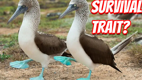 The Weird Blue-footed Booby!