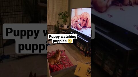 My Shiba Inu puppy is watch puppies 😭 peak cuteness #shibainupuppy