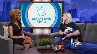 MDSPCA - National Love Your Pet Day
