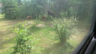 Moose in our yard