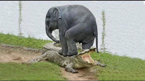 Amazing elephant save baby elephant crocodile hunting