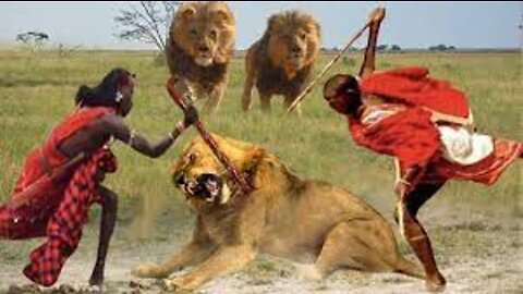 Massai Tribe Combine With Wild Horses To Stop The Lion Brutal Attack __ Wild Animal Attack