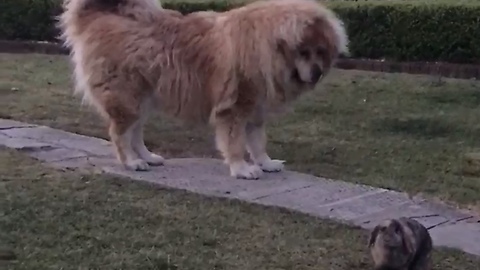 Massive Tibetan Mastiff Humbled By Fearless Bunny