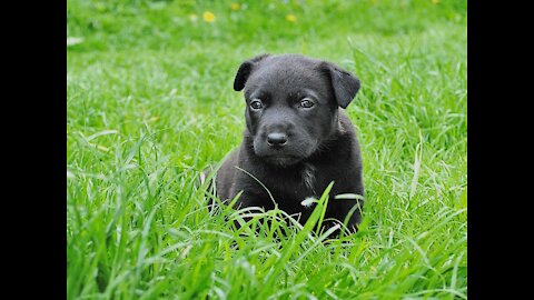 Cute Puppy in the garden