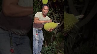 Jackfruit Tree #food #shorts #shortsvideo #shortsfeed #philippines