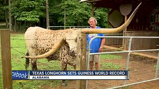 Longhorn record