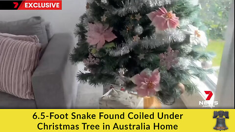 6.5-Foot Snake Found Coiled Under Christmas Tree in Australia Home
