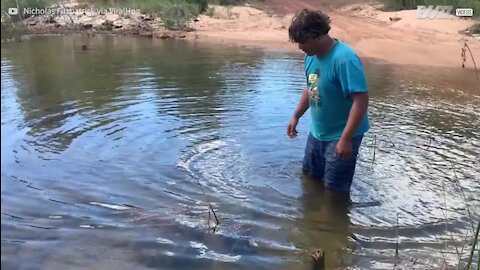Un homme attrape un crocodile d'eau douce à mains nues