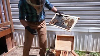 Even though Brown grew up on a farm, he knew very little about being a beekeeper, but he learned as he went.
