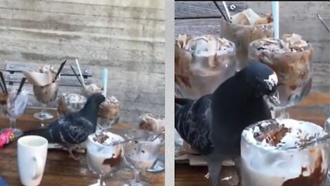 pigeon order dessert