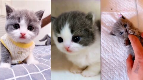 cute baby cats | funny cat videos |cute baby kittens