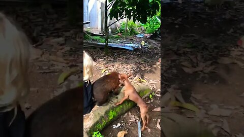 Coati vs Chihuahua