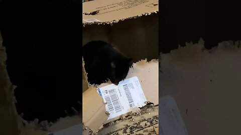 Cat Eats Box