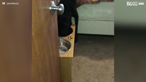 Dog takes feeding time to new heights
