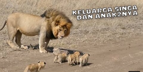 Heartwarming! A family of lions and their young cubs