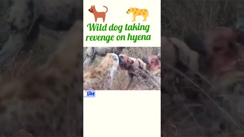 wild dog taking revenge on hyena ©#shorts #youtubeshorts #shortsfeed