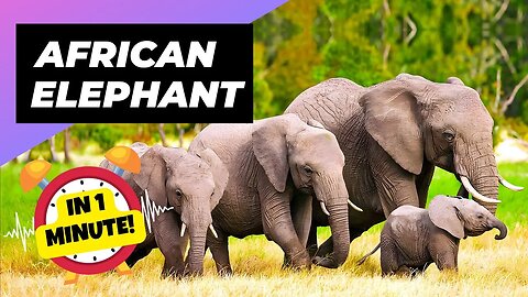 African Bush Elephant 🐘 The True Meaning Of Family | 1 Minute Animals