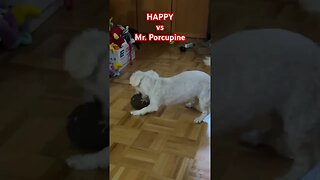 Doggo vs @MarthaStewart Mr. Porcupine