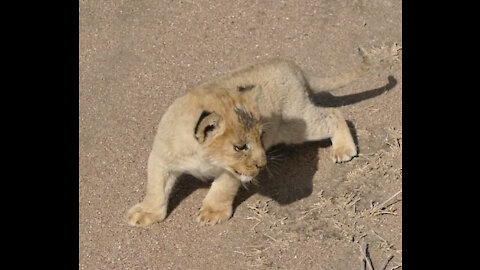 Lioness and her cubs on a walk