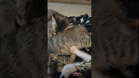 Sleeping Kittens everywhere