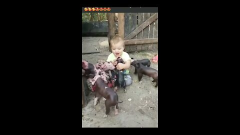 little kids and a bunch of cute baby pigs