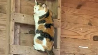 Cat climbs down stairs like humans do