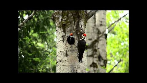 Pileated Wooderpecker feeding chicks