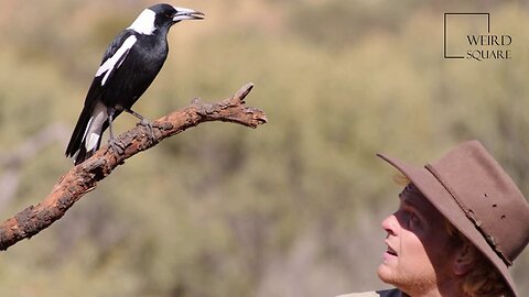 Interesting facts about Australian Magpie by weird square