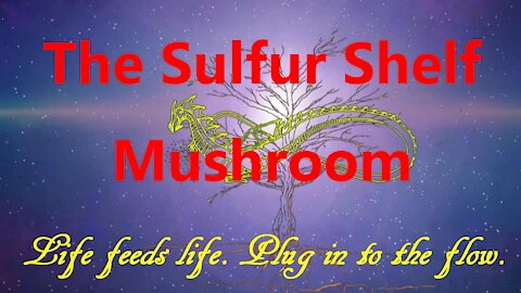 The Sulfur Shelf Mushroom