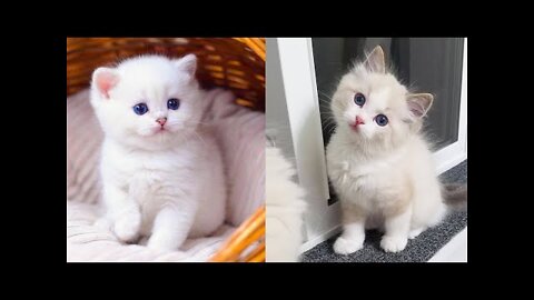 Baby Cats Cute and Funny Cat Videos Compilation