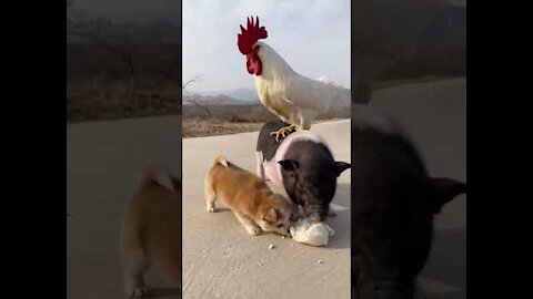 Tiktok Animals Doing Things - funny animal videos 2022🐶🐶 .