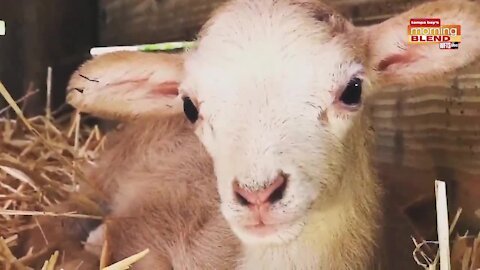 Shelter Farm Sanctuary | Morning Blend