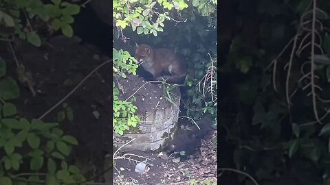 It started with these 3 🥰 #foxes #foxesofinstagram #brownnoise #fieldrecording