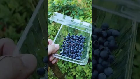 Wild Blueberry Harvest 2022 #harvest #wild #blueberry
